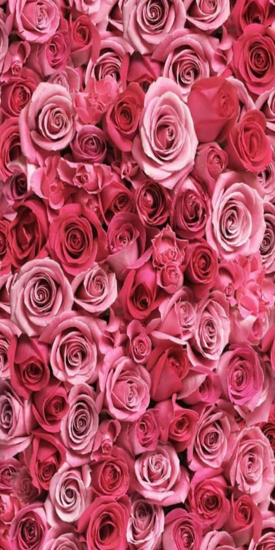 [100+] Pixel 3 Roses Backgrounds | Wallpapers.com