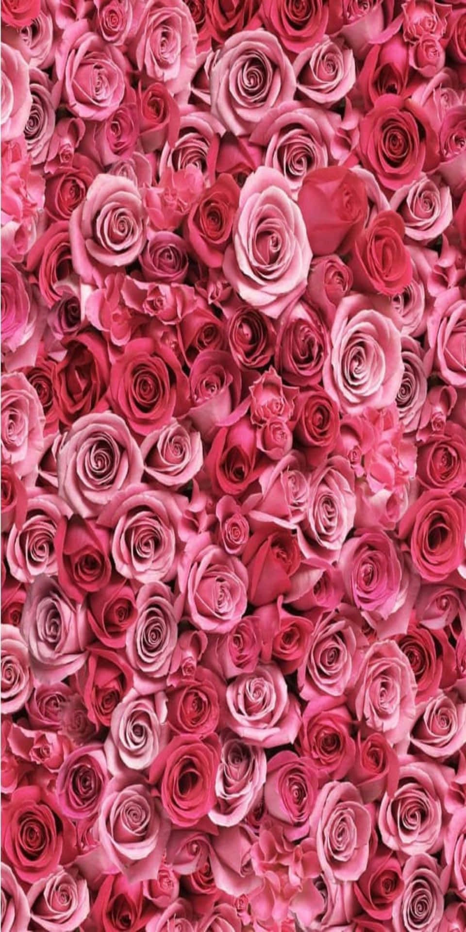 Pixel 3 Red Pink Scattered Roses Background
