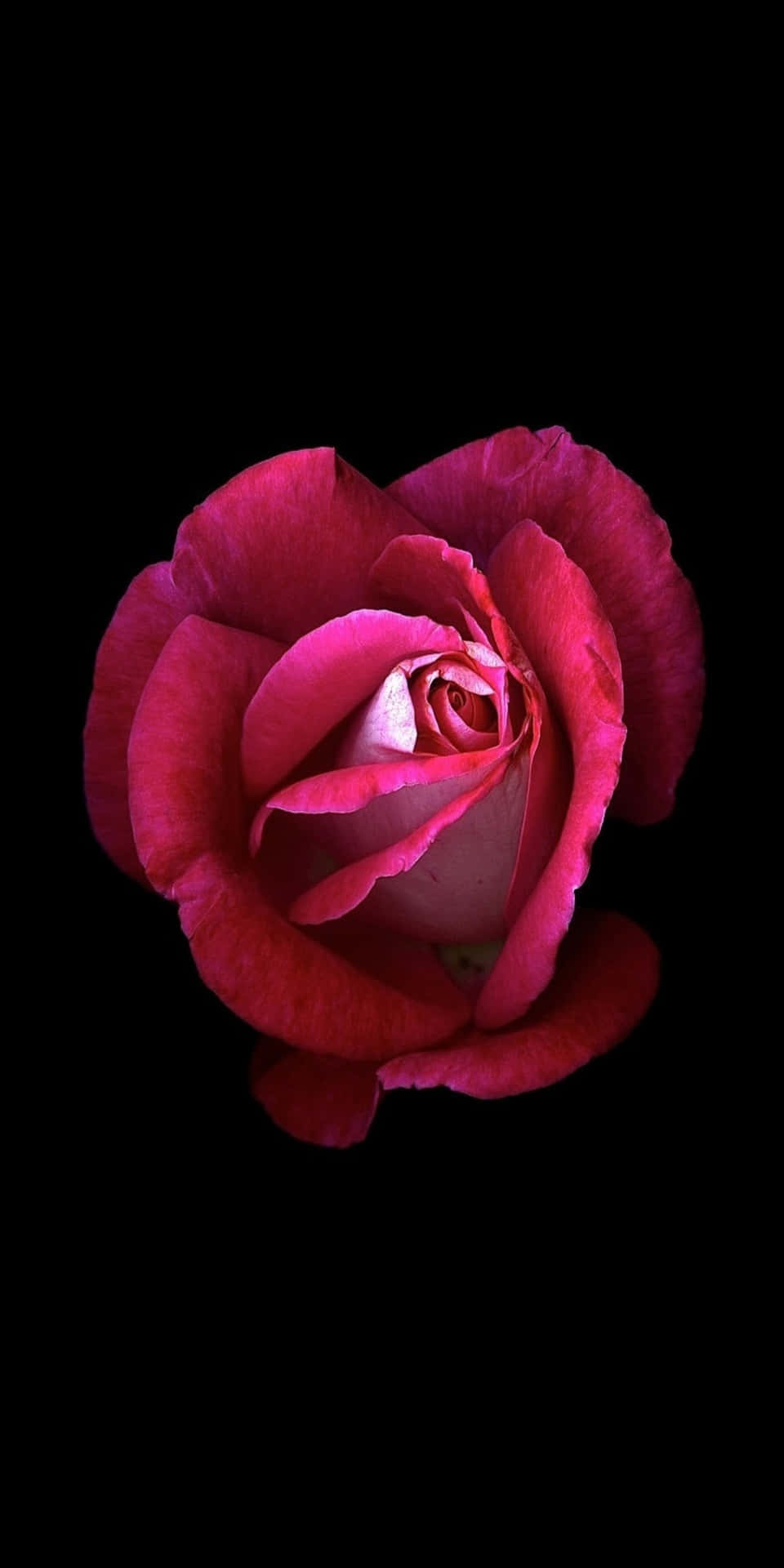 Pixel 3 Blossoming Petals Rose Background