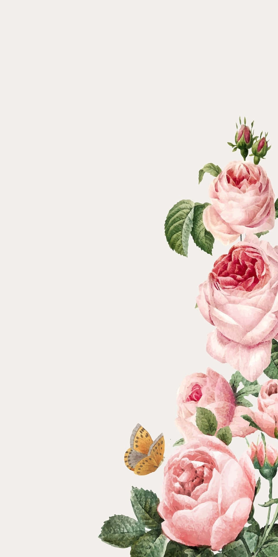 Pixel 3 Pink White Color Roses Background