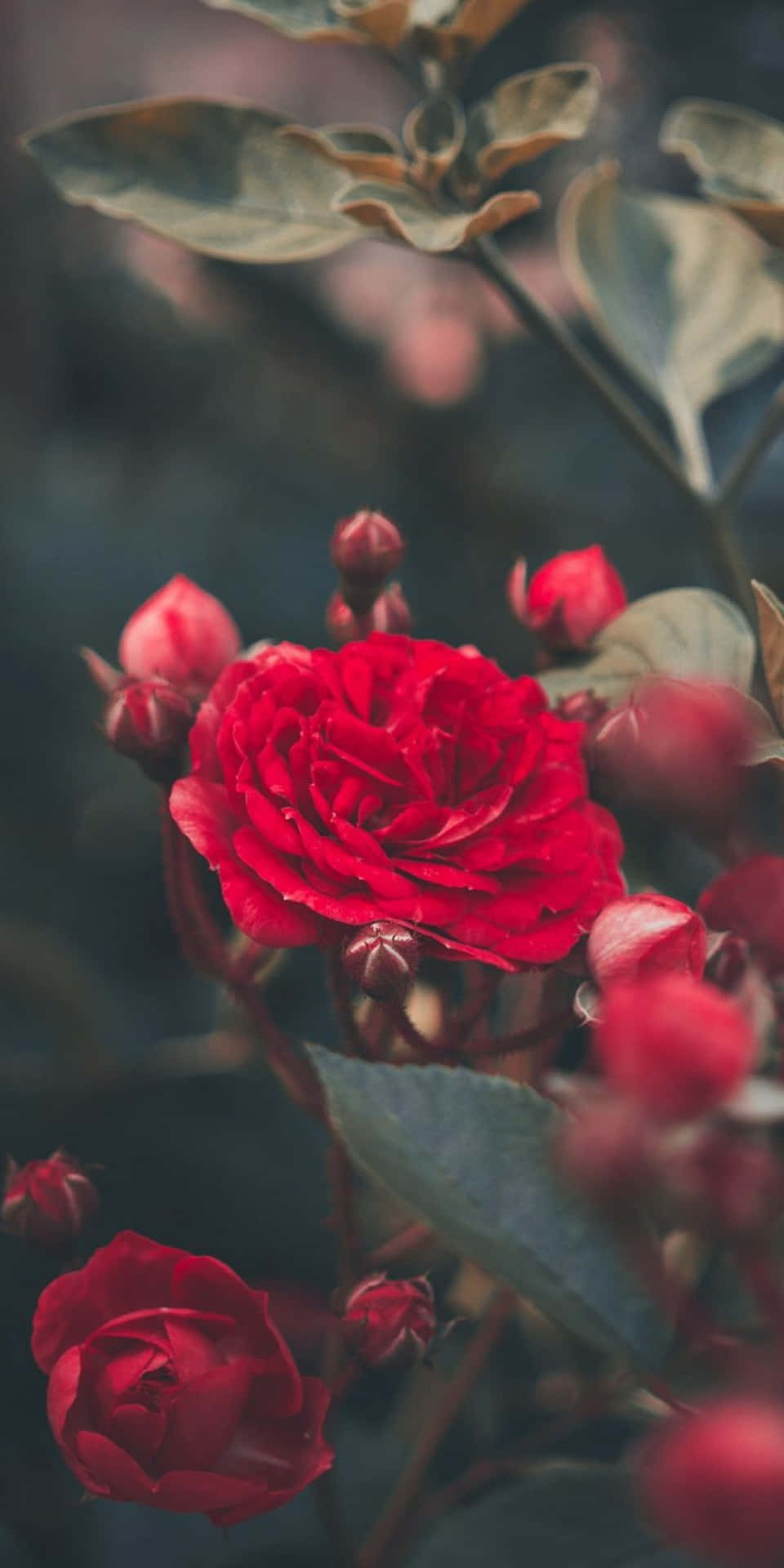 Pixel 3 Roses Small Buds Background