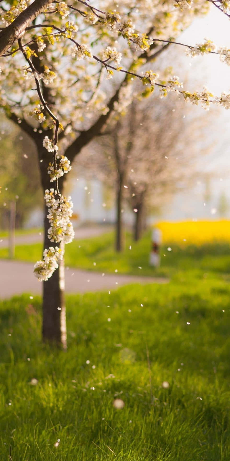 Ettträd Med Vita Blommor På Våren