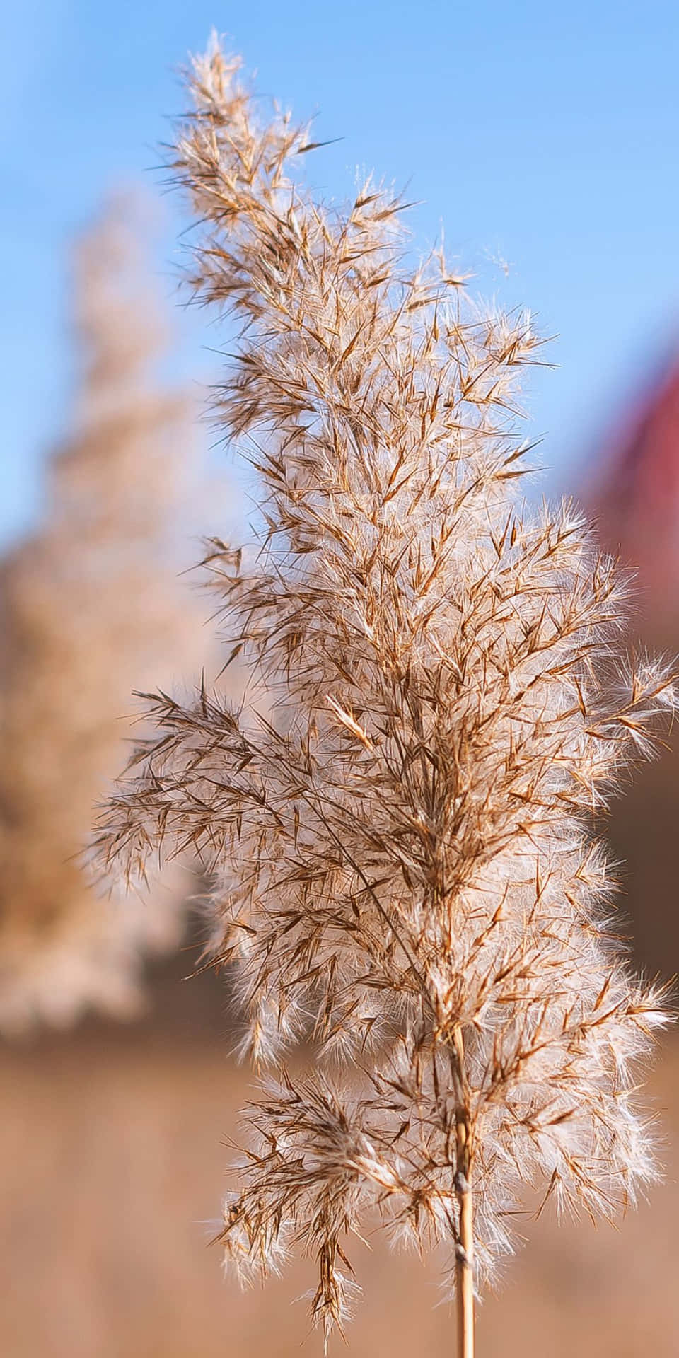 A Tall Grass Plant In The Desert