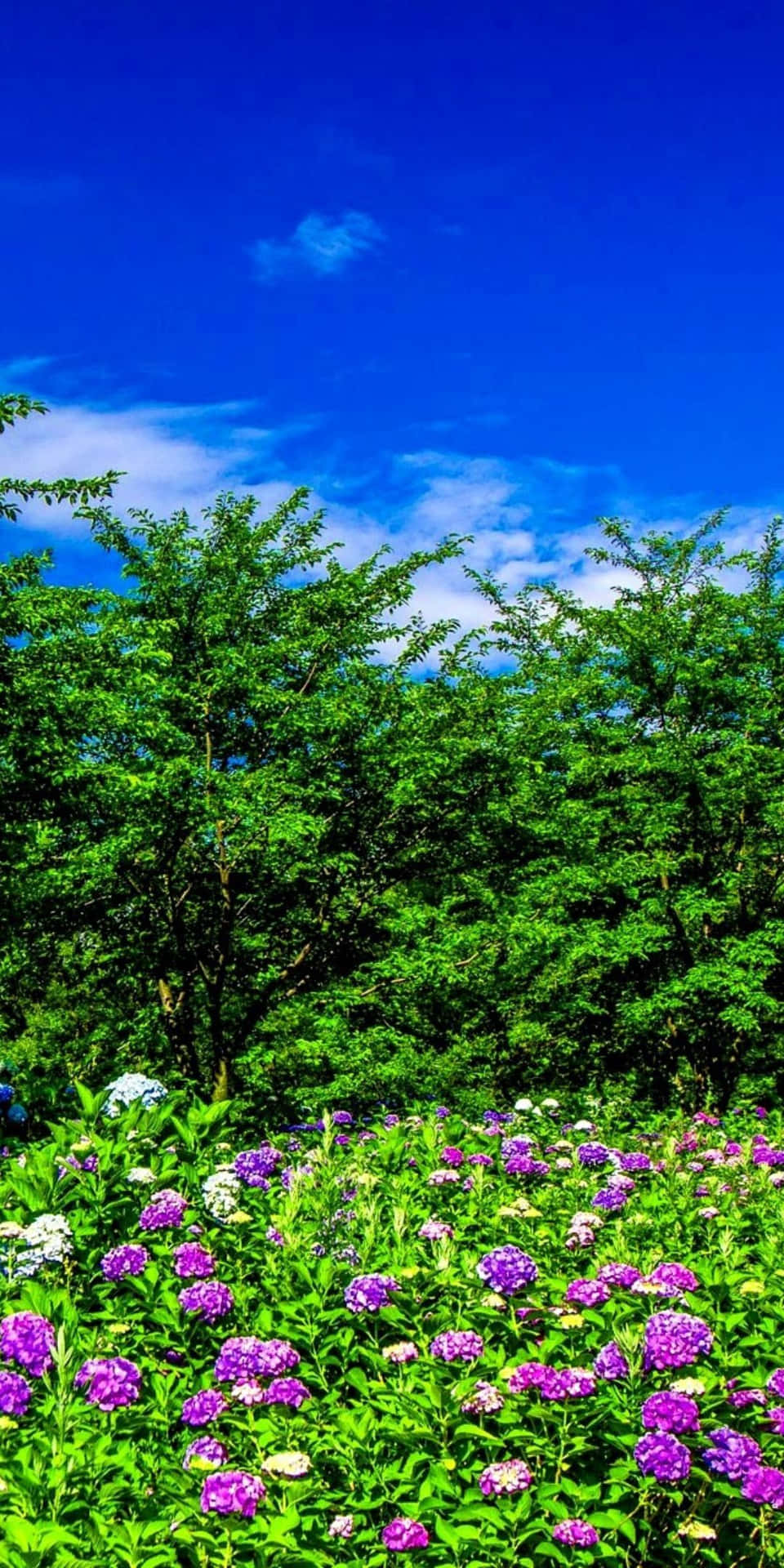"Wonderful Pixel 3 Spring Landscape"