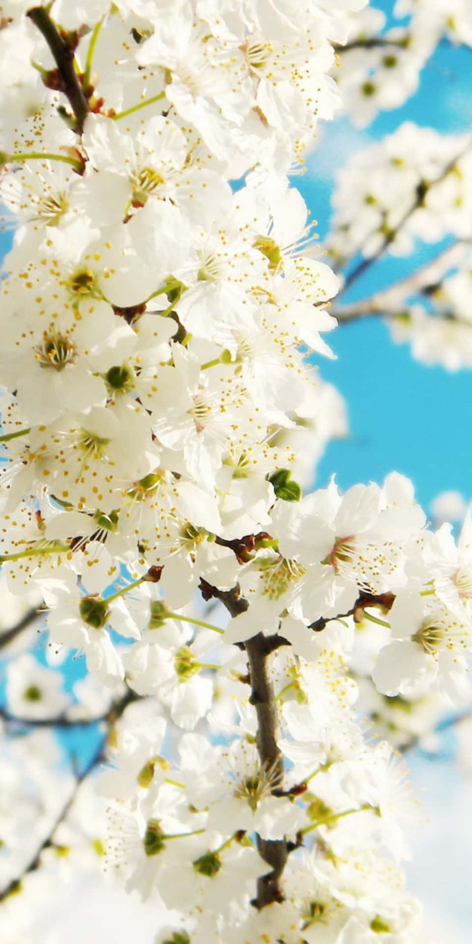 White Cherry Blossoms On A Tree
