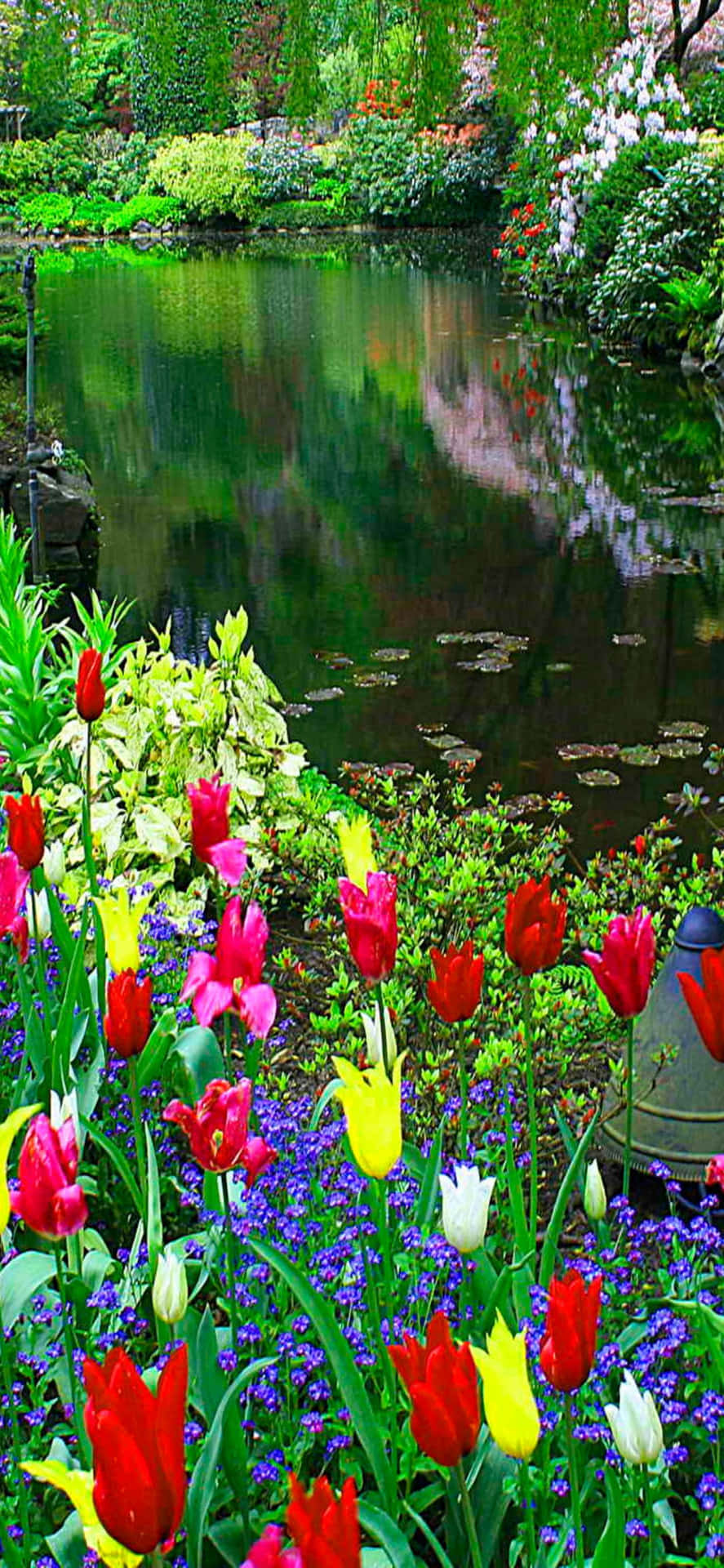 Njutav Naturens Skönhet Med Pixel 3: S Vår Bakgrundsbild.