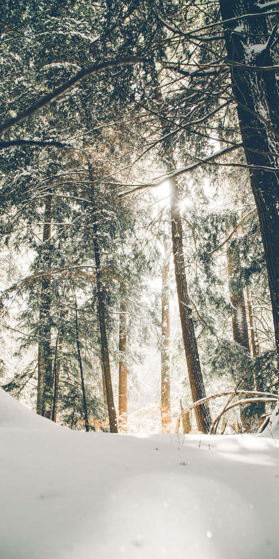 Pixel 3 Winter Baggrundslys, der gennemgår skoven.
