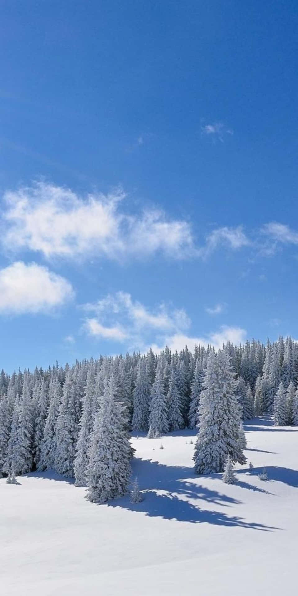 Pixel3 Winter Hintergrund Winterwald Am Tag