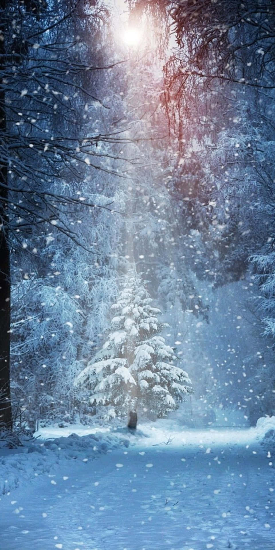Pixel3 Vinterbakgrund Snötäckt Träd Med Spotlight.
