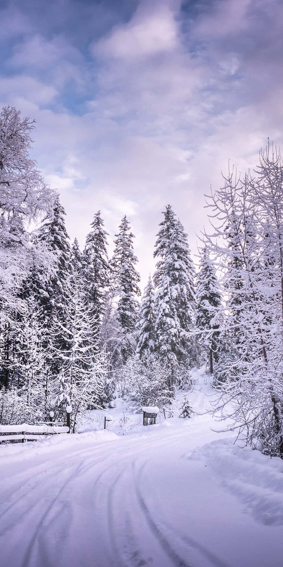 Pixel 3 Vinter Baggrund En Vej I Skoven: