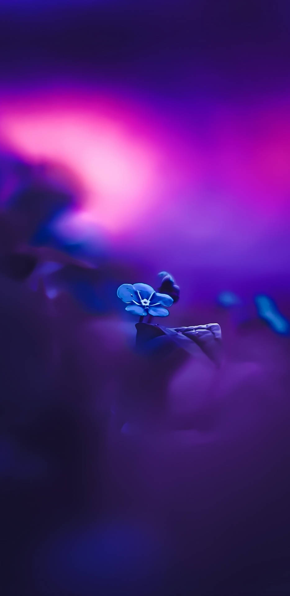 Pixel 3 Xl Blue Flower Focus Shot