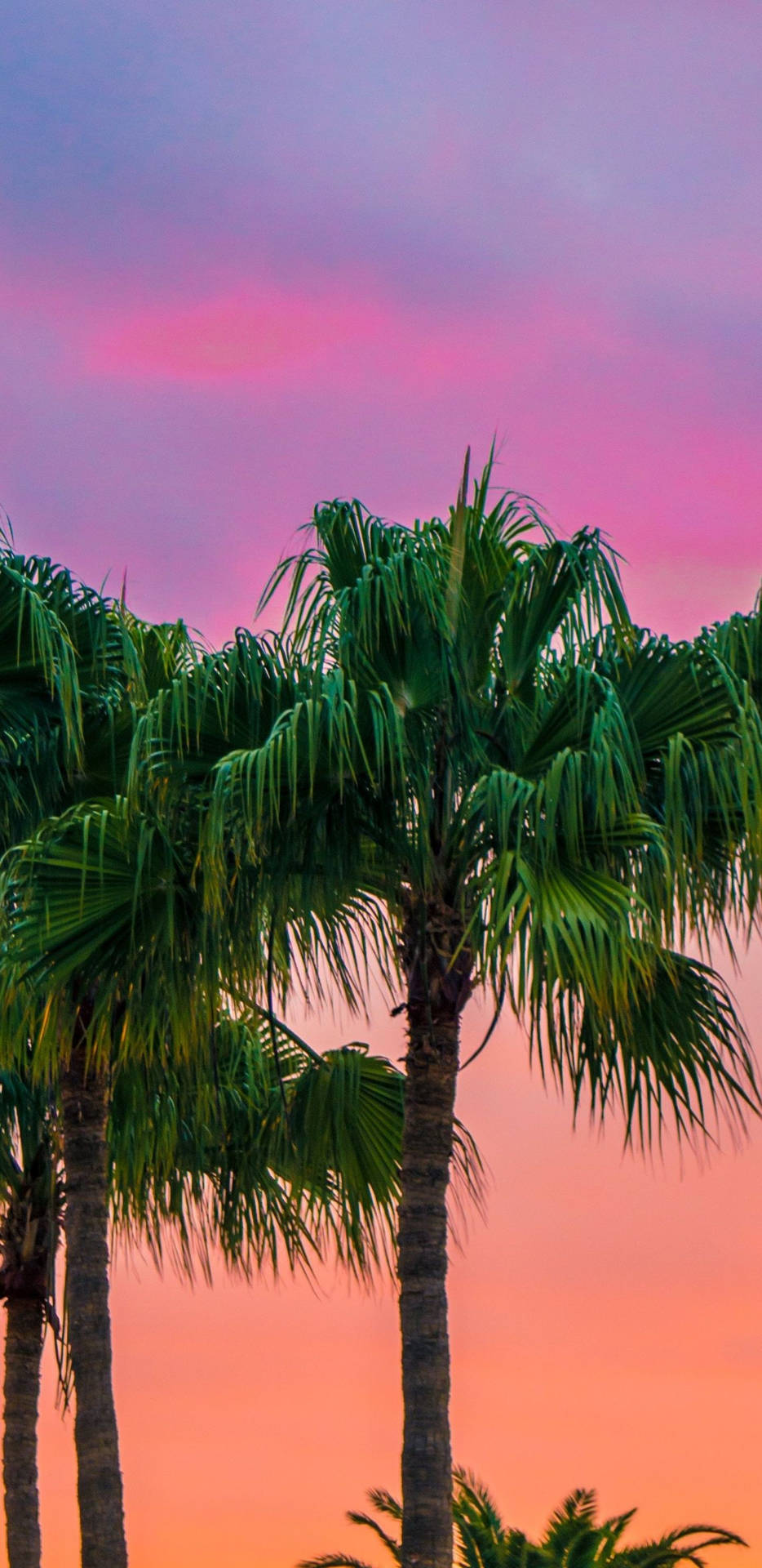 Pixel3 Xl Palm Trees Rosa Skies Wallpaper