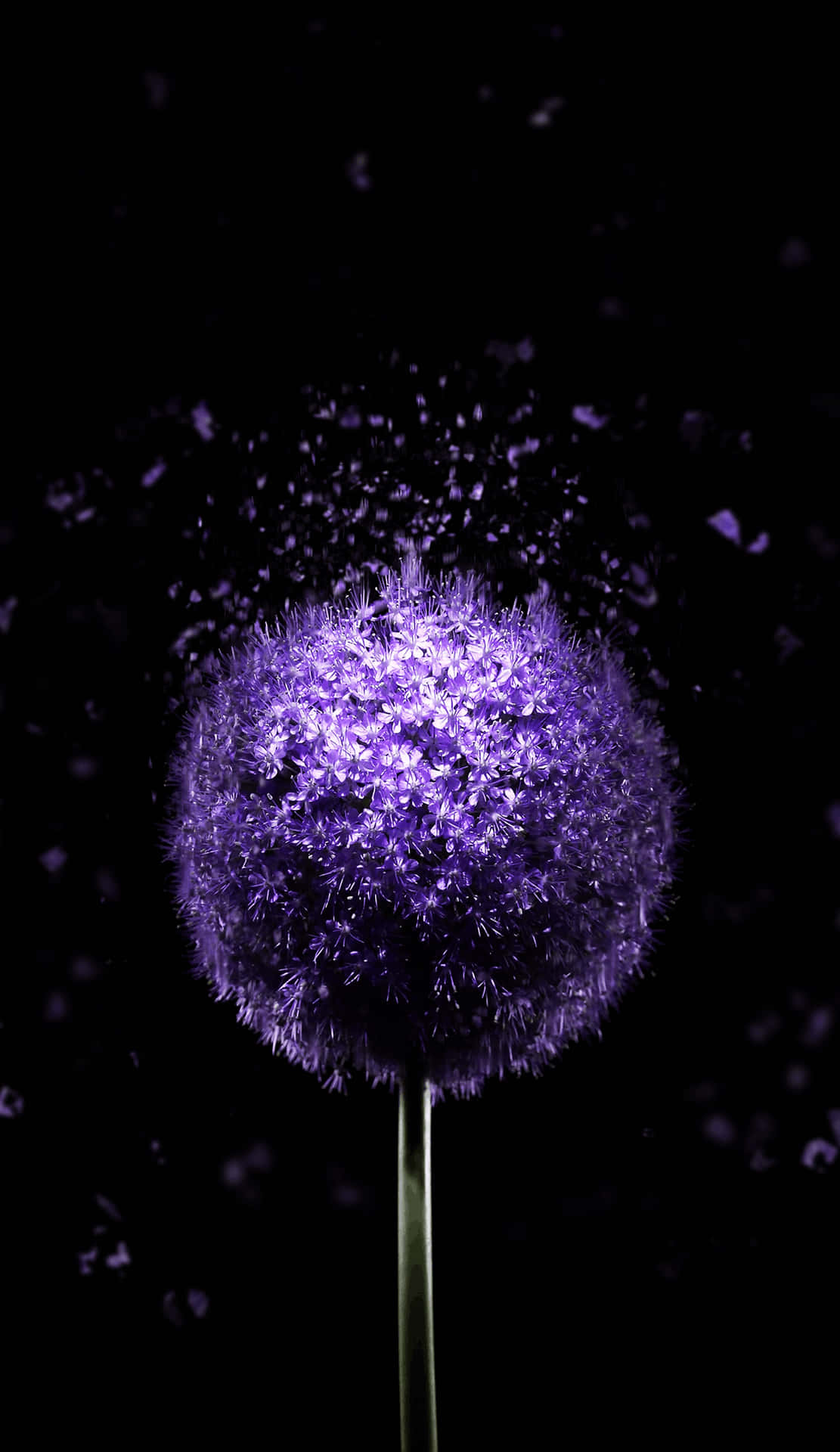 Purple Dandelion Pixel 3XL Amoled Background