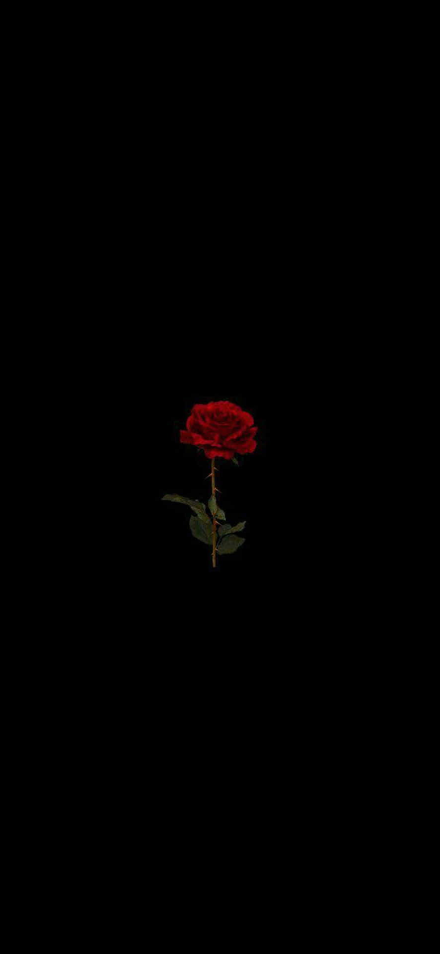 Sfondoamoled Con Rosa Rossa Su Pixel 3xl