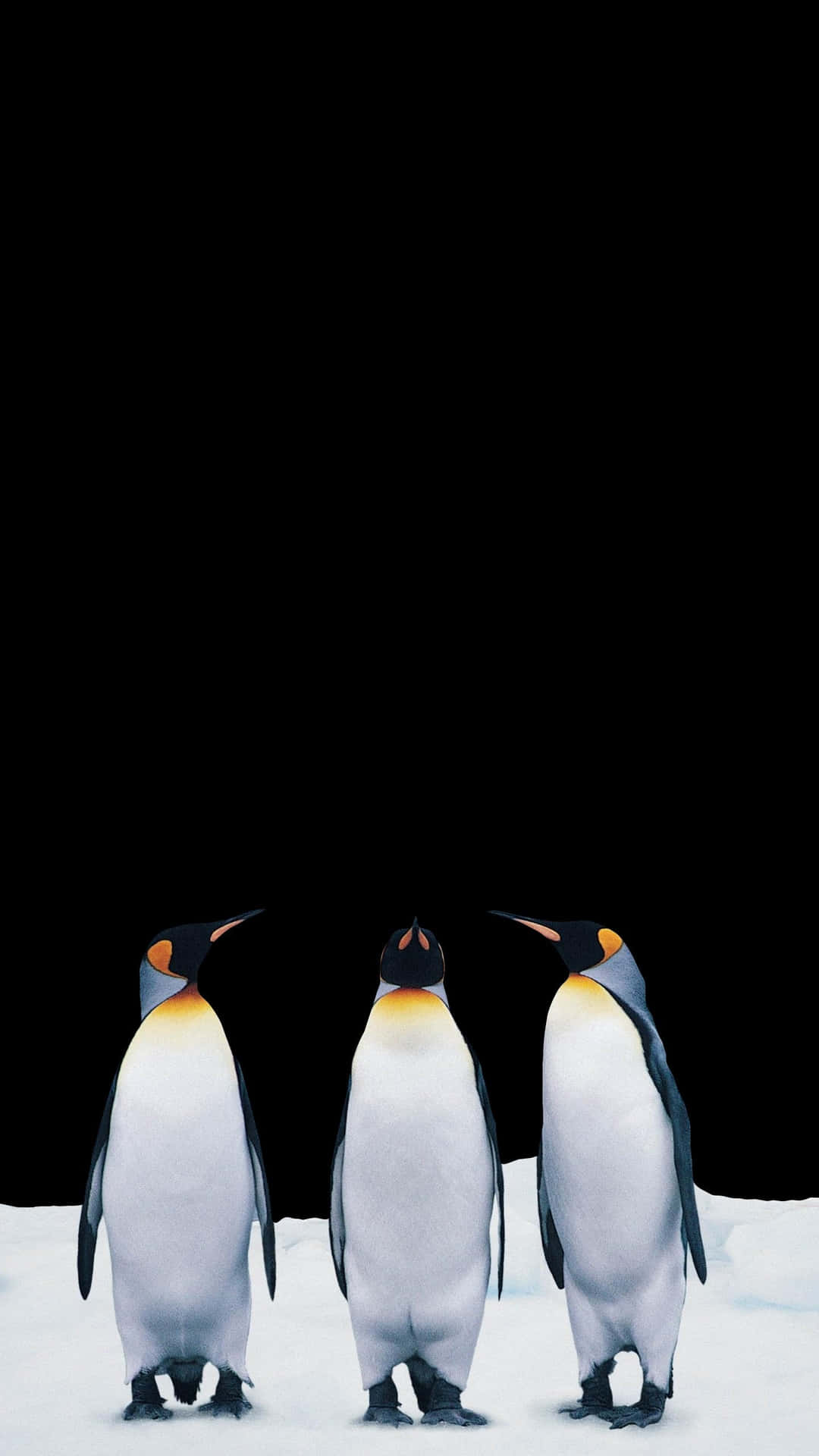 Sfondoamoled Con Pinguini Per Pixel 3xl