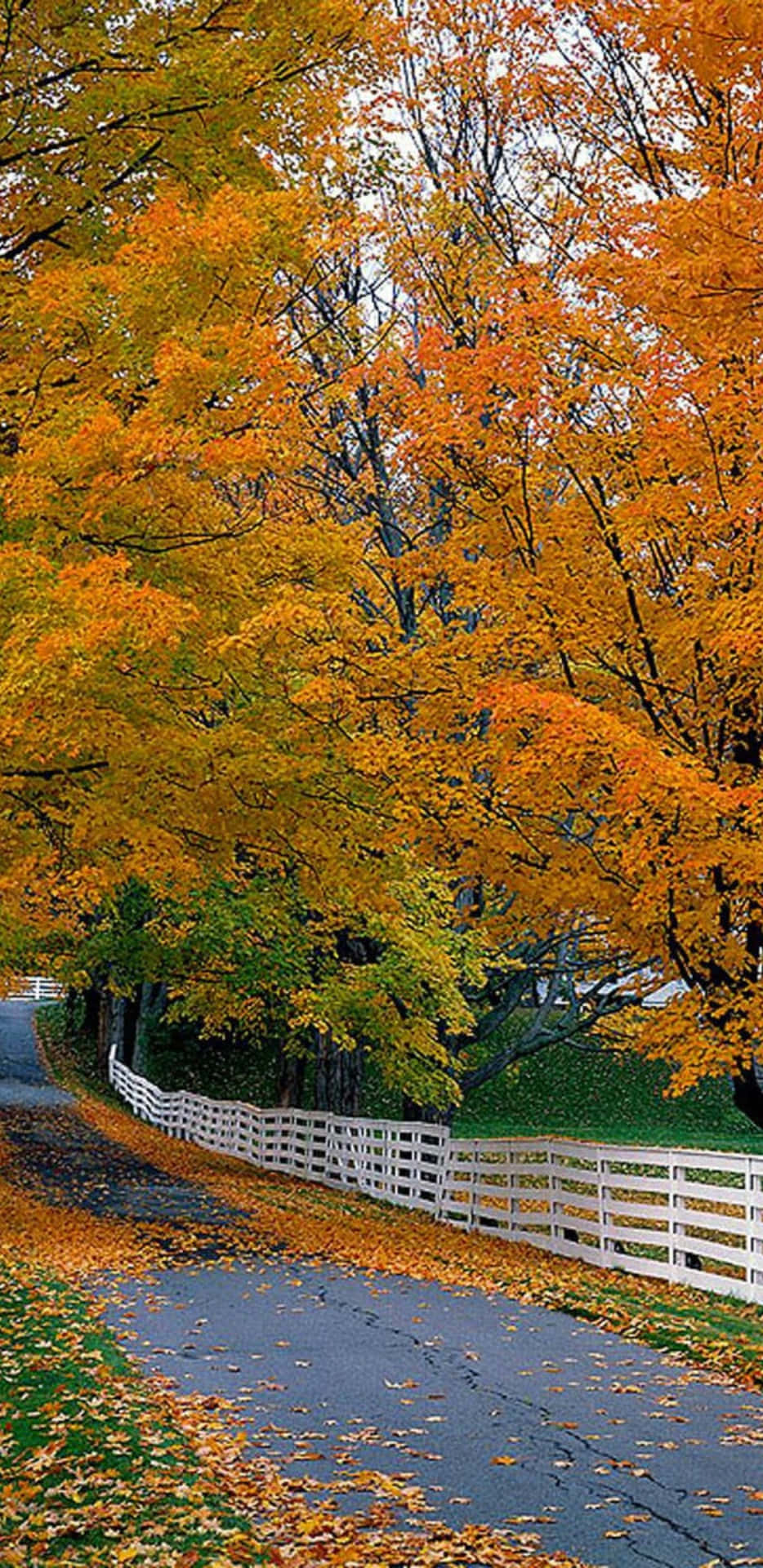 Pixel3xl Herbst Hintergrund Mit Leerer Straße