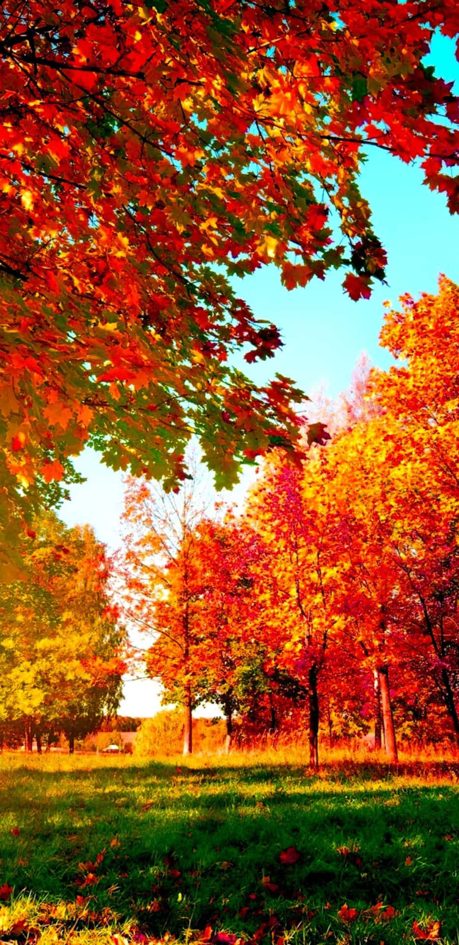 Pixel3xl Herbstbäume Hintergrund