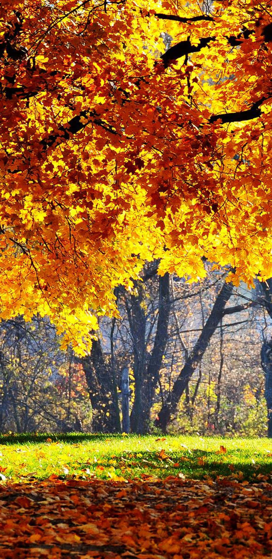 Pixel3xl Höstbakgrund Med Gyllene Löv.