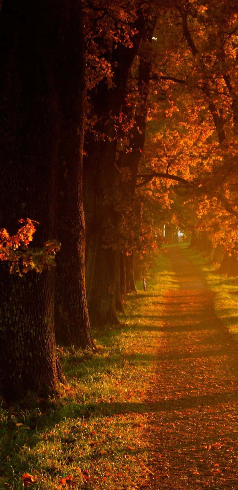 Pixel 3XL Autumn Pathway Background