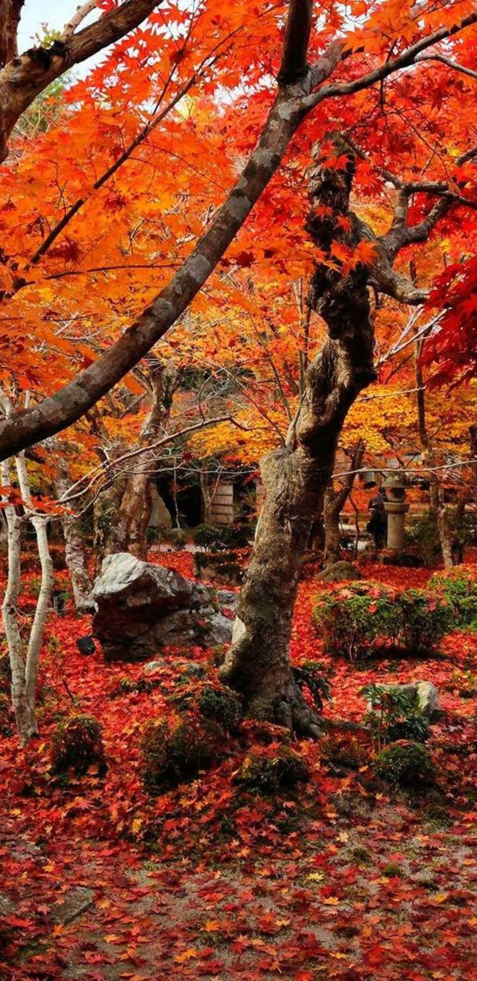 Pixel3xl Hintergrund Mit Roten Herbstbäumen