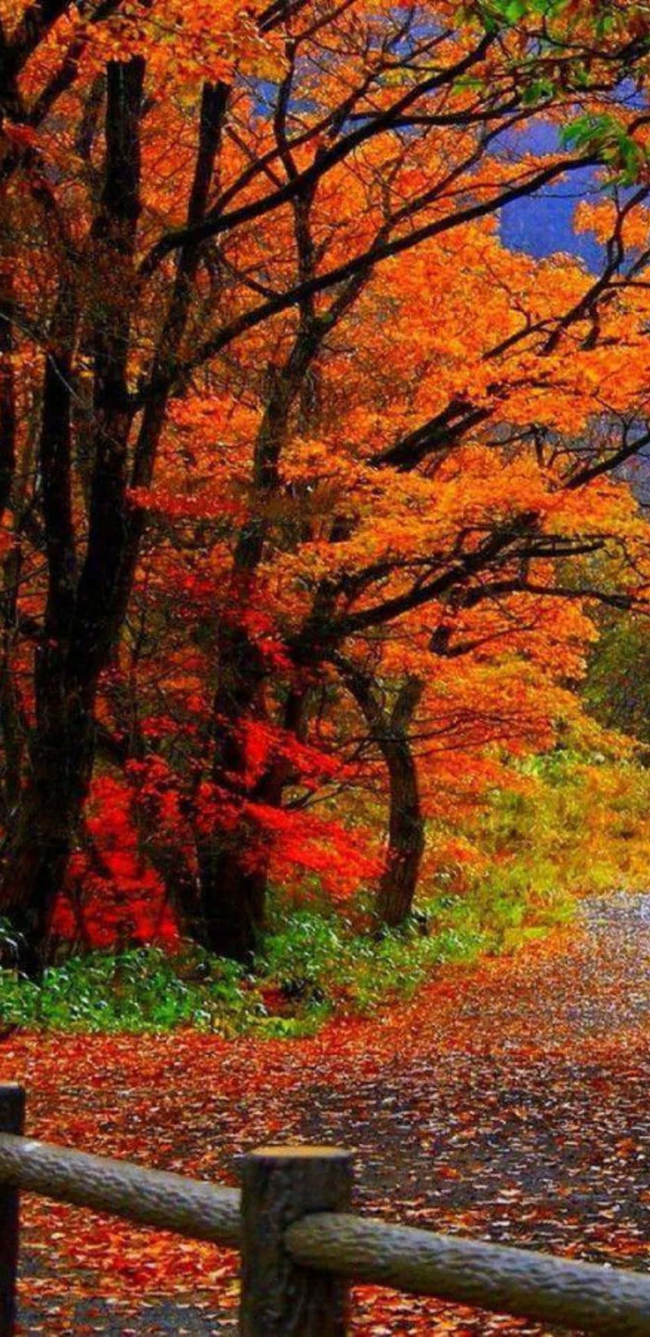 Abbracciala Stagione Dell'autunno Con Questo Splendido Sfondo Autunnale Per Pixel 3xl.