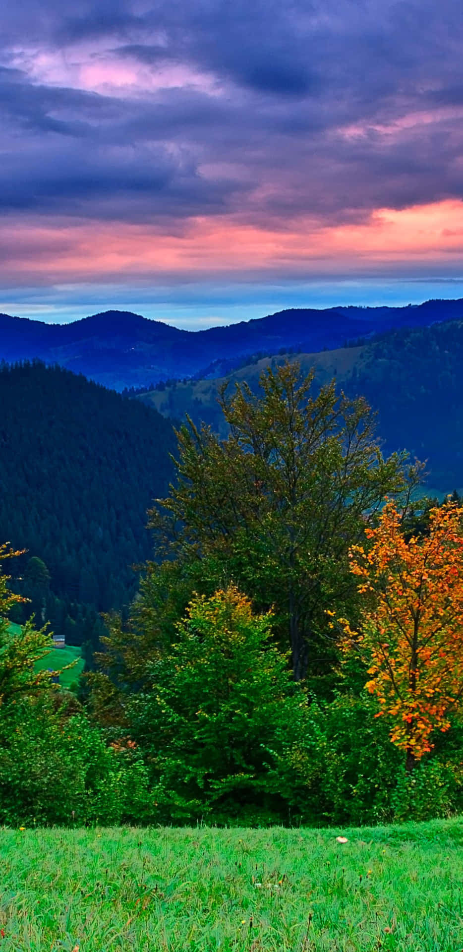 Pixel 3XL Autumn Background Of Nature