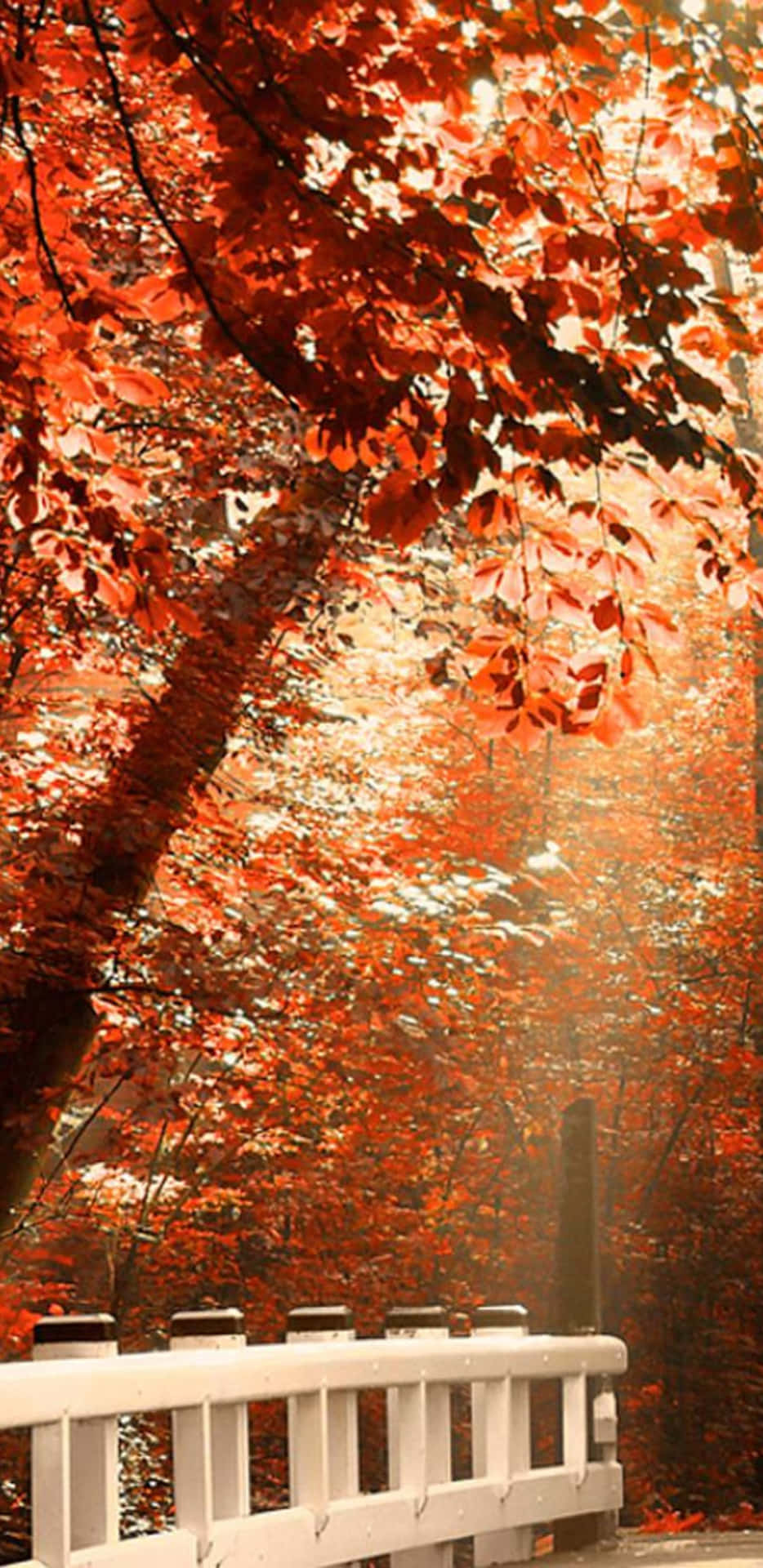 Pixel3xl Herbstroter Naturhintergrund