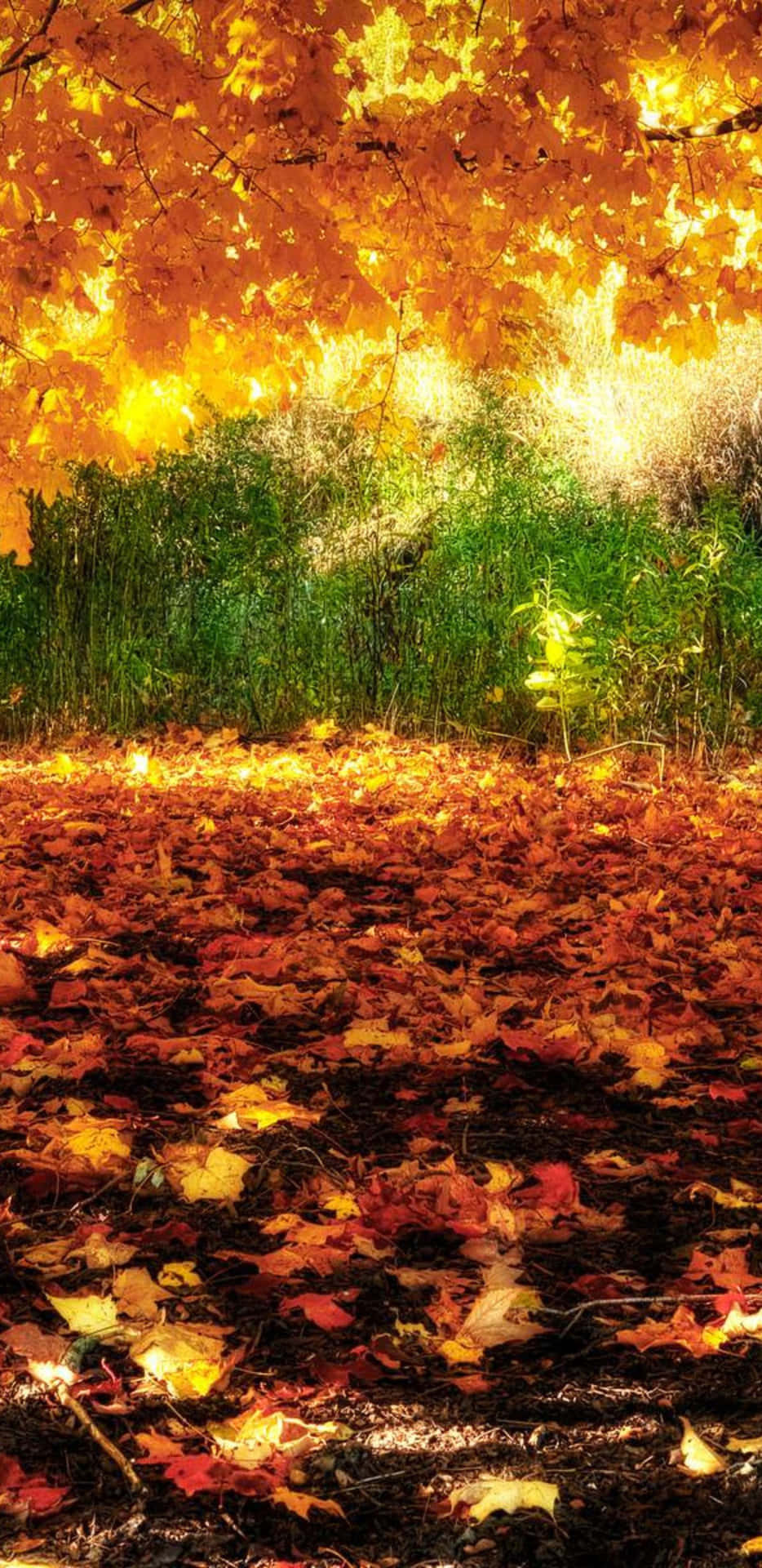 Pixel3xl Höstbakgrund, Gnistrande Träd Under Solljuset.