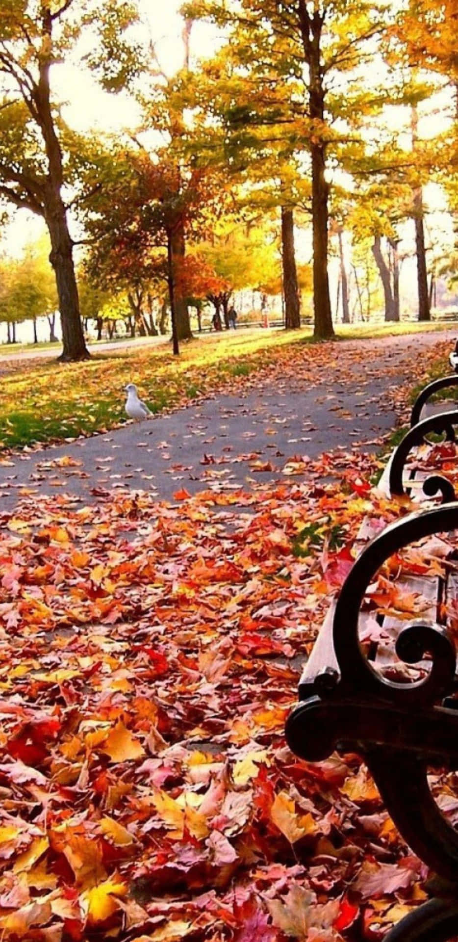 Pixel 3xl Autumn Maple Leaves Background