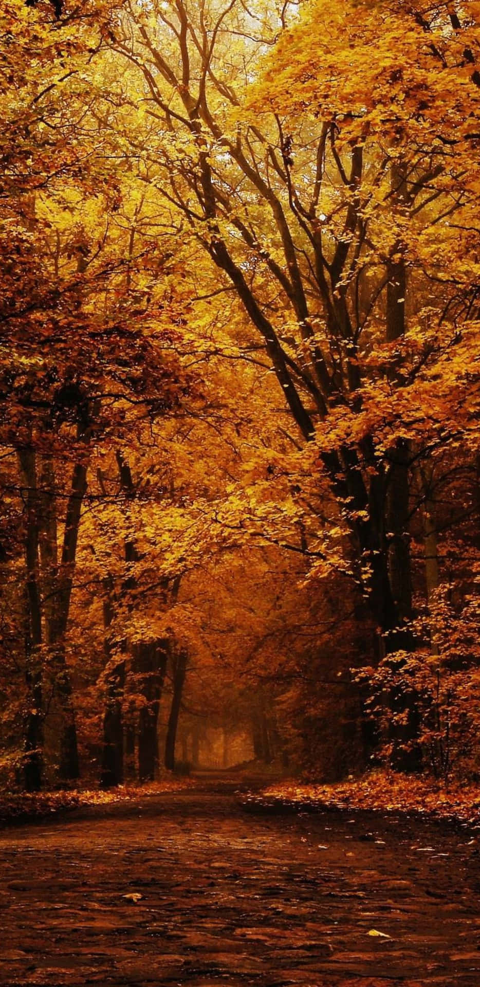 Pixel3xl Fundo De Tela Do Outono Na Floresta Escura.
