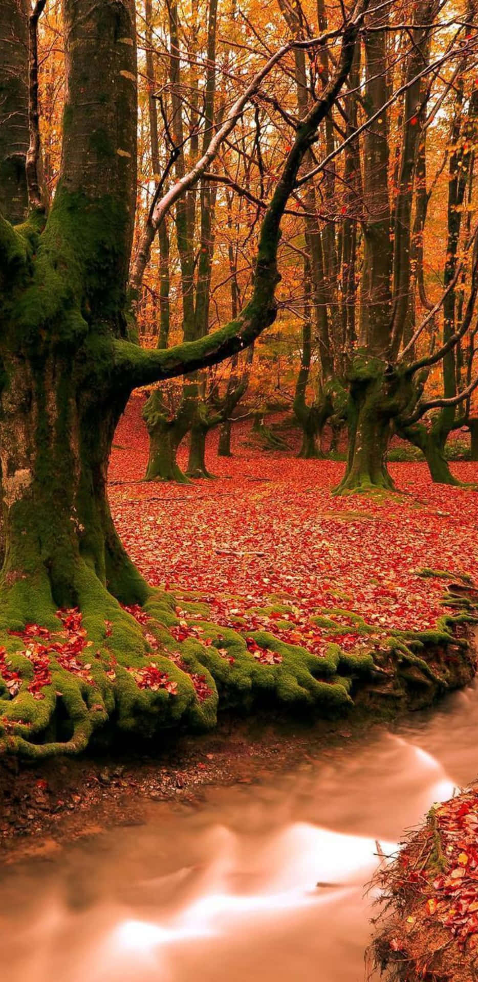 Pixel3xl Herbst-hintergrund Von Blattlosen Bäumen In Einem Wald.