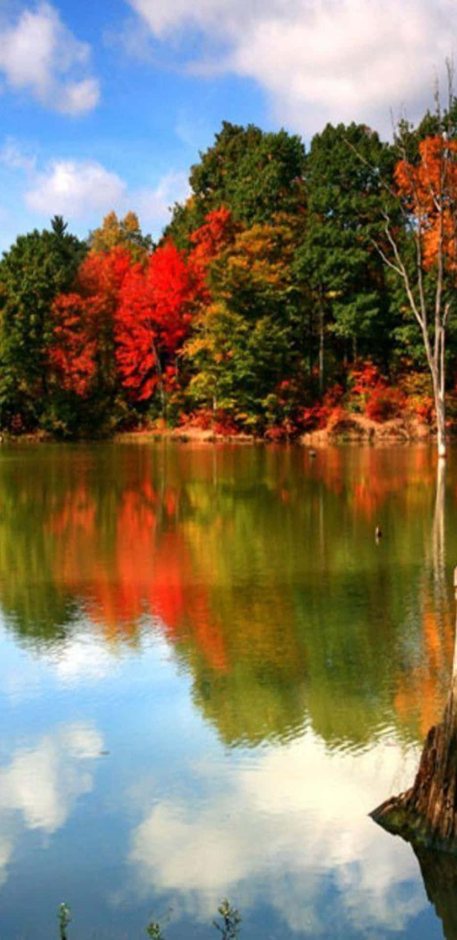 Pixel3xl Herbsthintergrund Mit Üppigen Bäumen Und Ruhigem Fluss