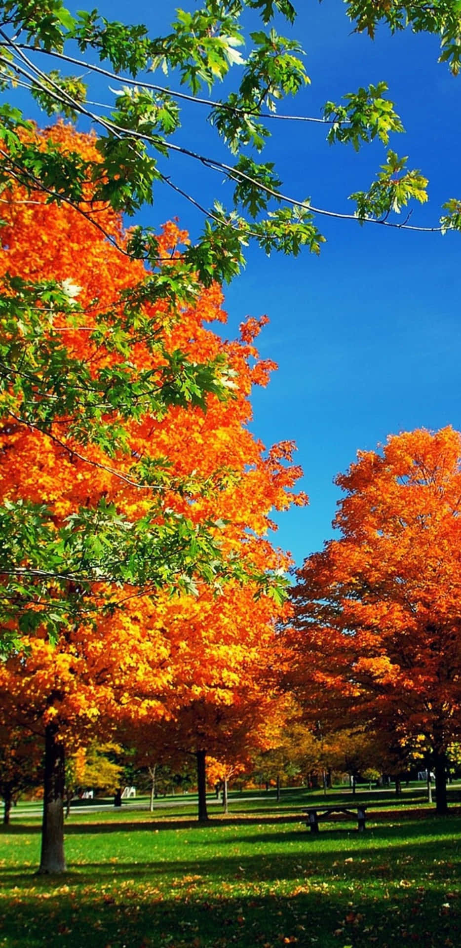 Pixel 3XL Beautiful Autumn Day Background