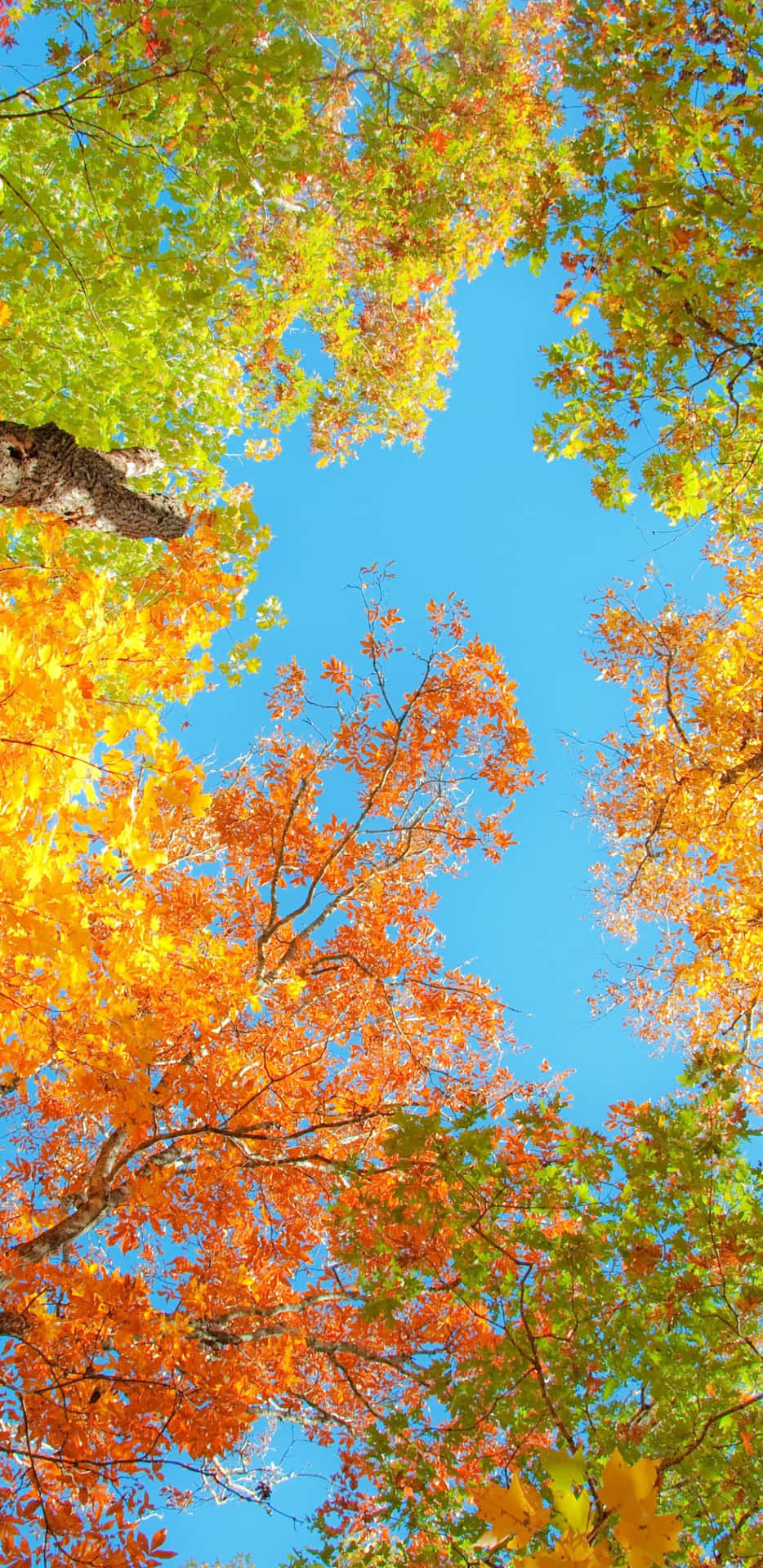 Pixel 3XL Worm-eye View Of Autumn Trees Background