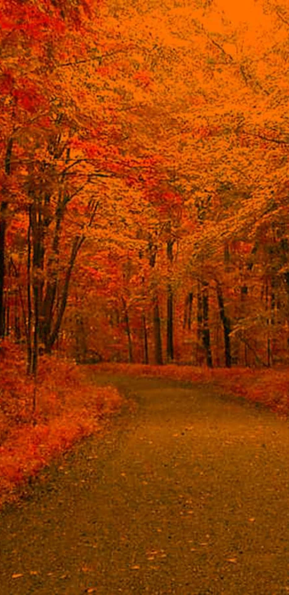 Pixel3xl Hintergrund Herbstweg Unter Baumkronen