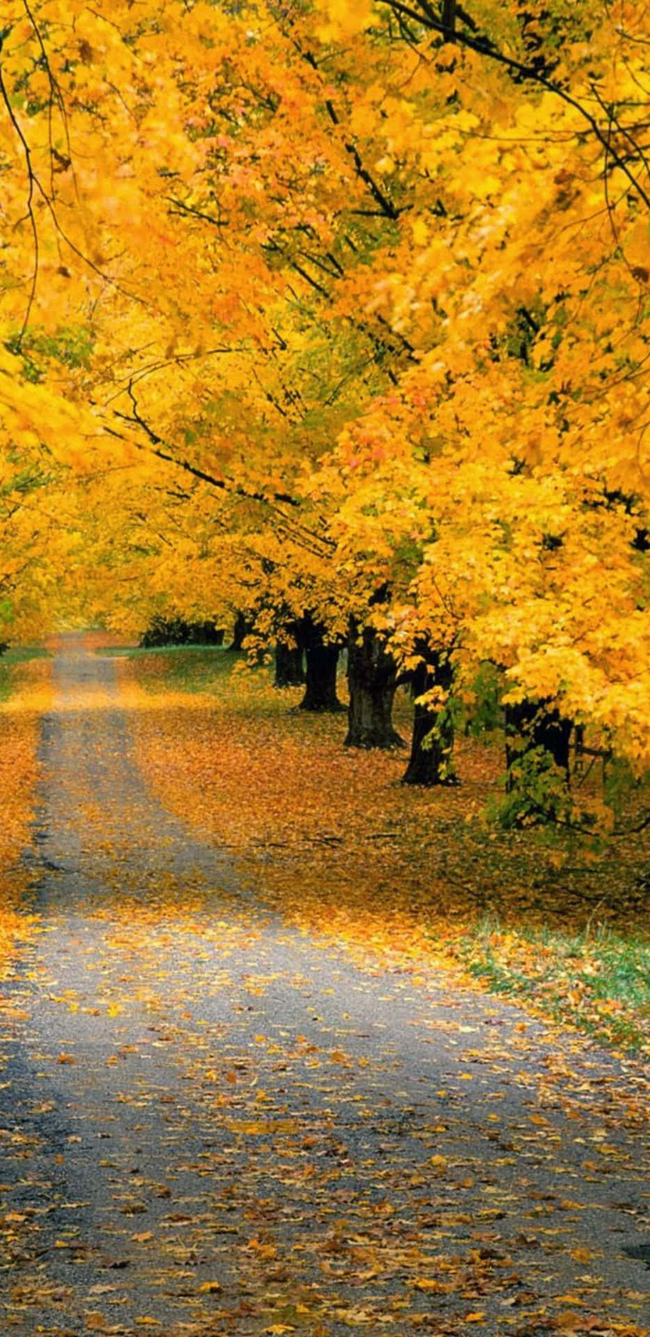 Pixel3xl Gelbe Herbstbäume Entlang Der Straßenhintergrund