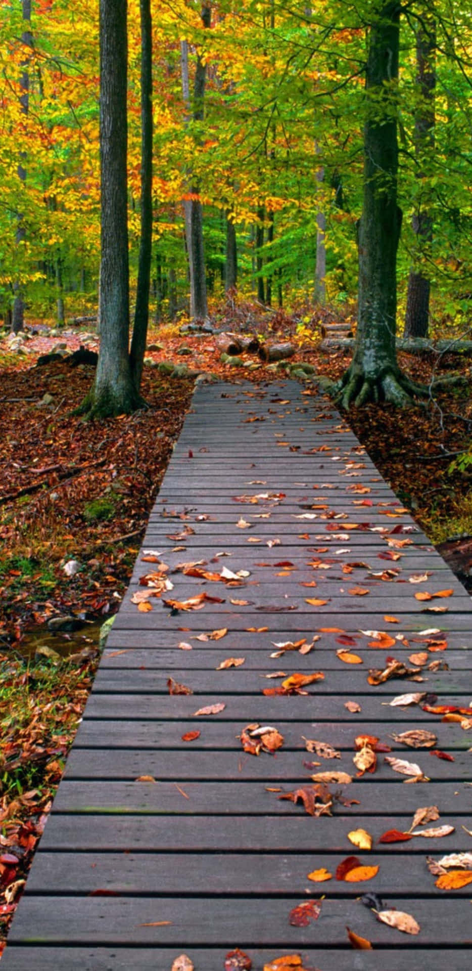 Pixel3xl Leerer Holzweg Im Herbst-hintergrund