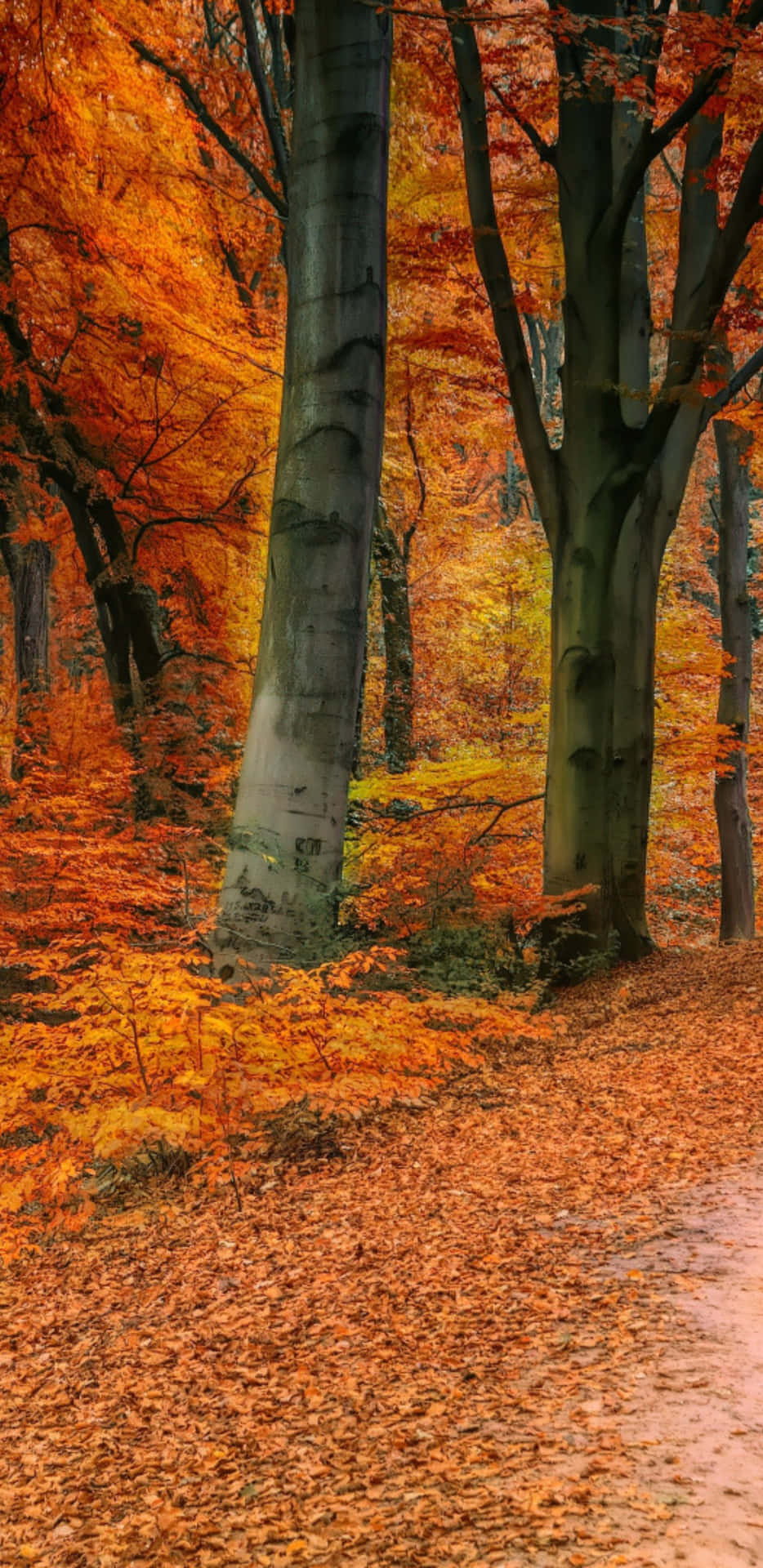 Pixel3xl Herbstbäume Im Waldhintergrund