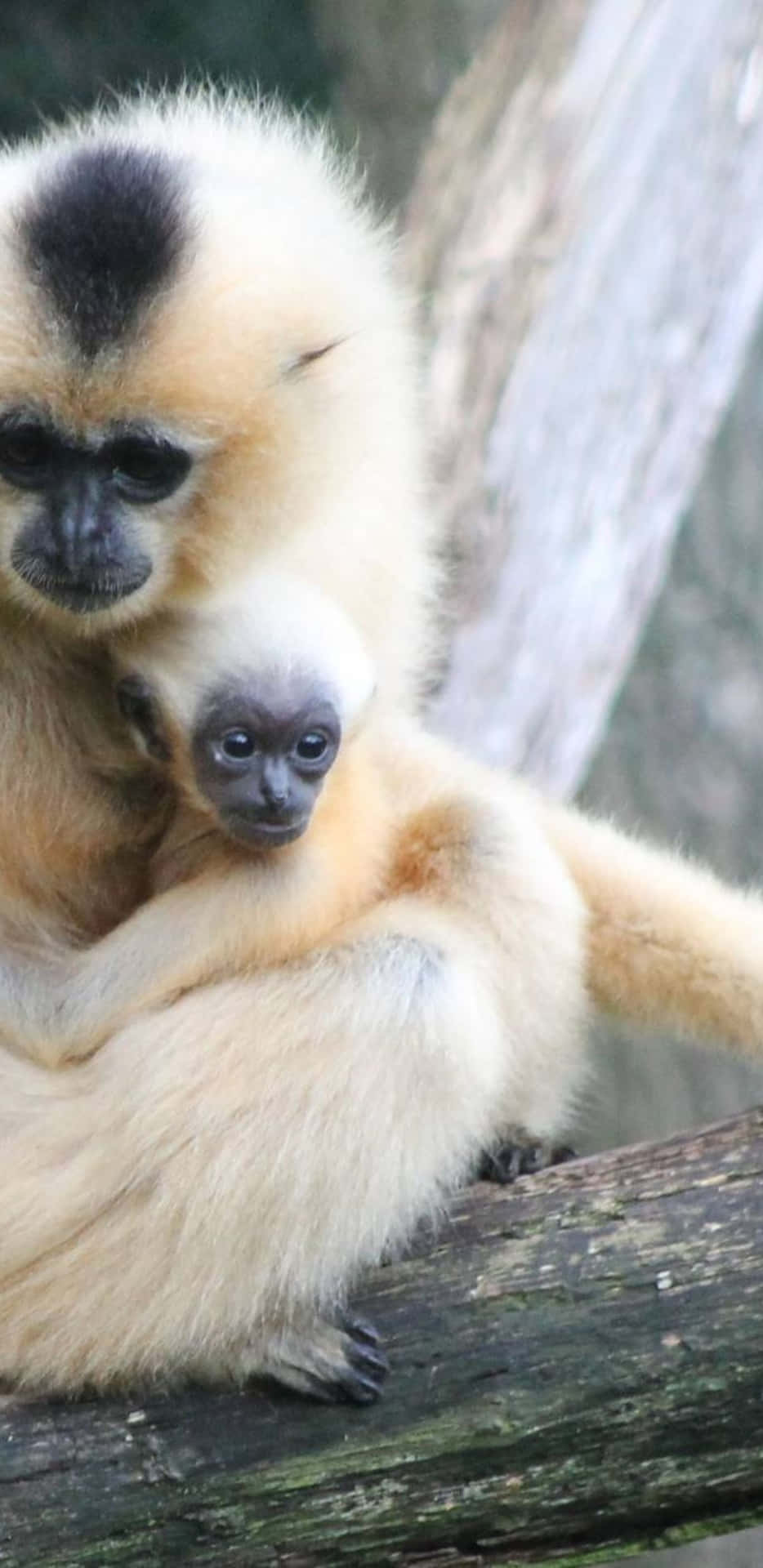 Unneonato Gibbon È Seduto Su Un Ramo