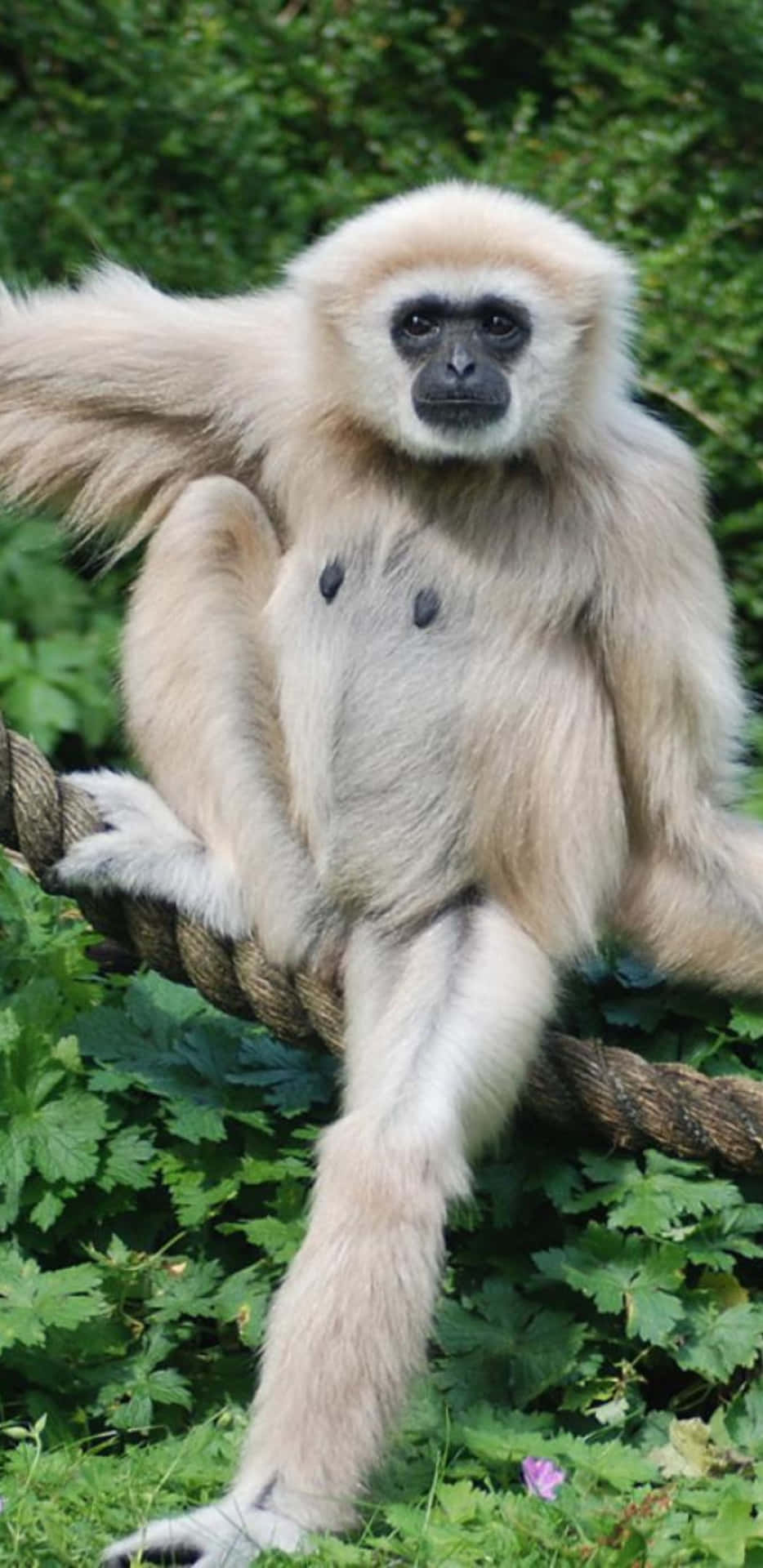 Enjoy your Day with Pixel 3xl Gibbon