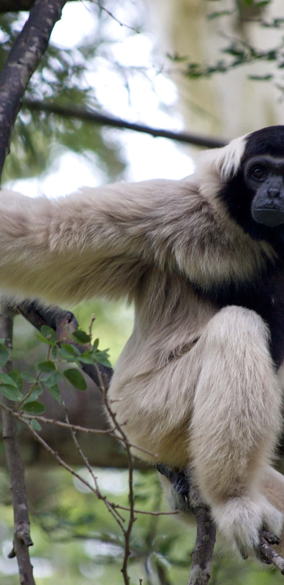 Zoom into the world of the Pixel 3xl Gibbon
