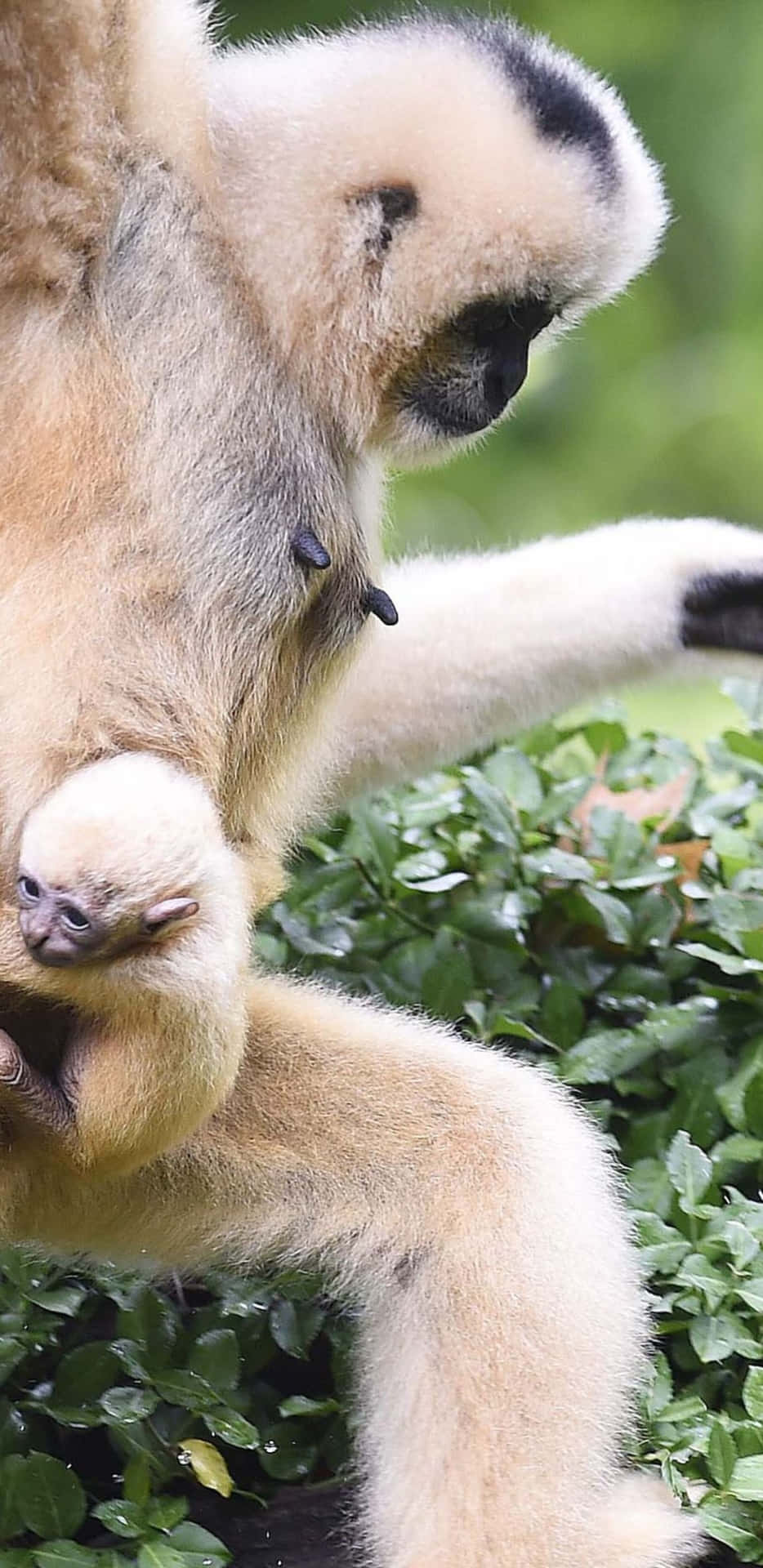 A Baby Gibbon Is Holding Its Mother's Hand
