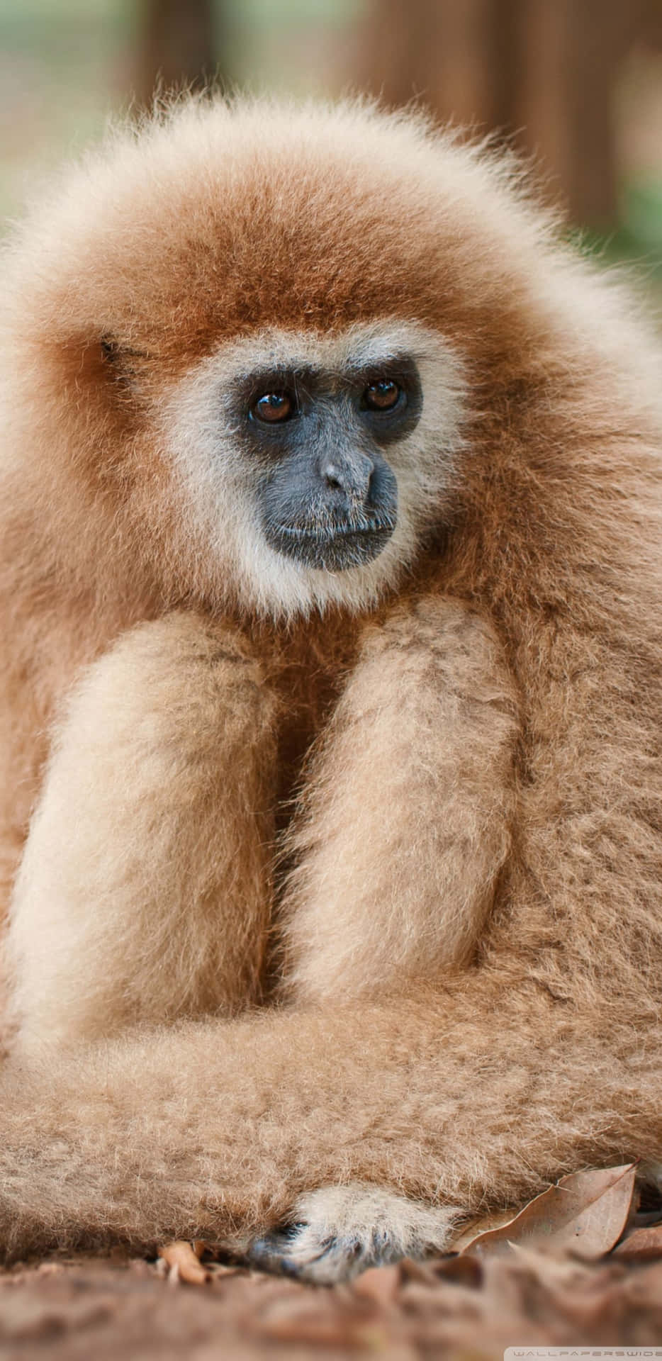 Acércatea La Naturaleza Con El Fondo De Pantalla Gibbon De Pixel 3xl.