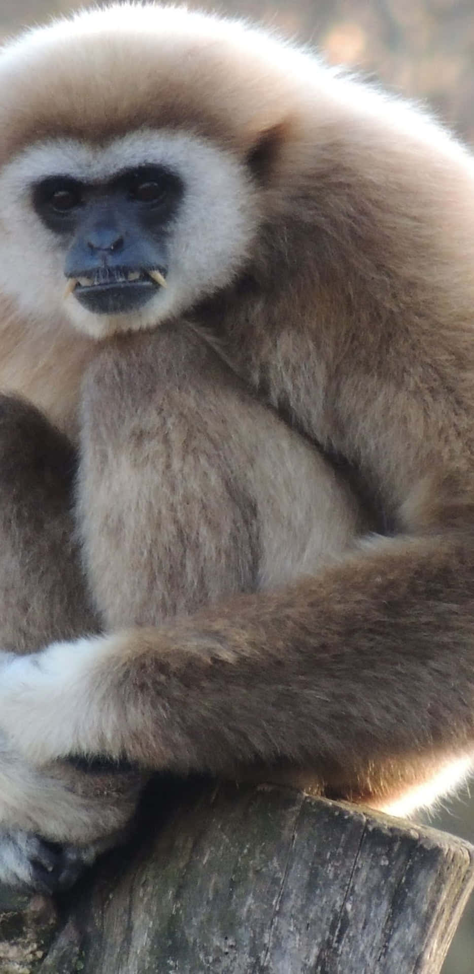 Genießeeinen Atemberaubenden Blick Auf Einen Gibbon Auf Deinem Google Pixel 3 Xl.