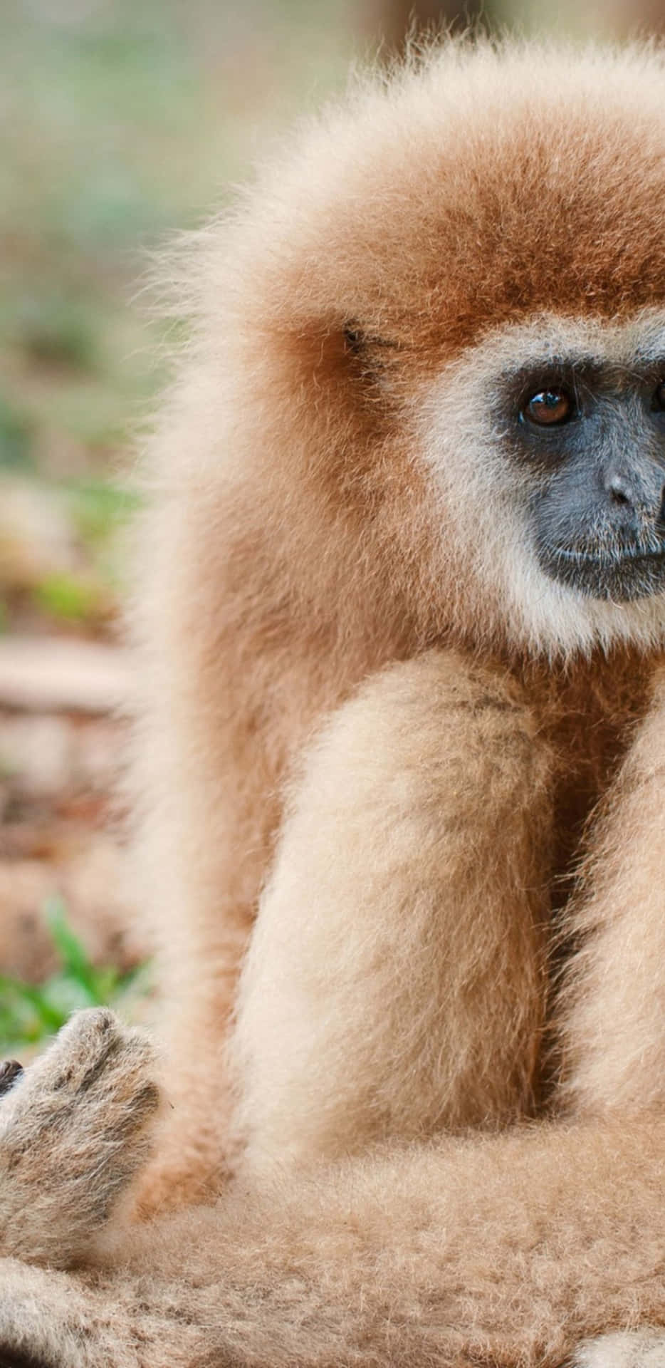 Get the new Pixel 3XL Gibbon for the ultimate mobile experience