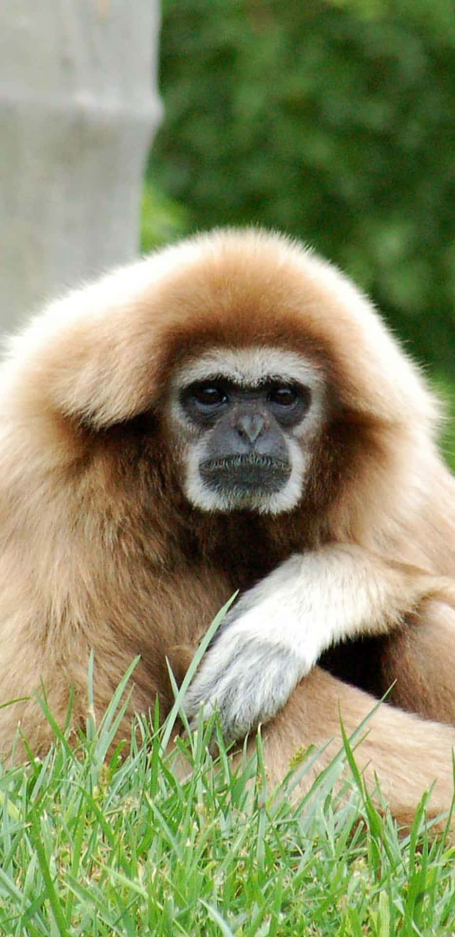 Get Ahead with the Pixel 3XL Gibbon