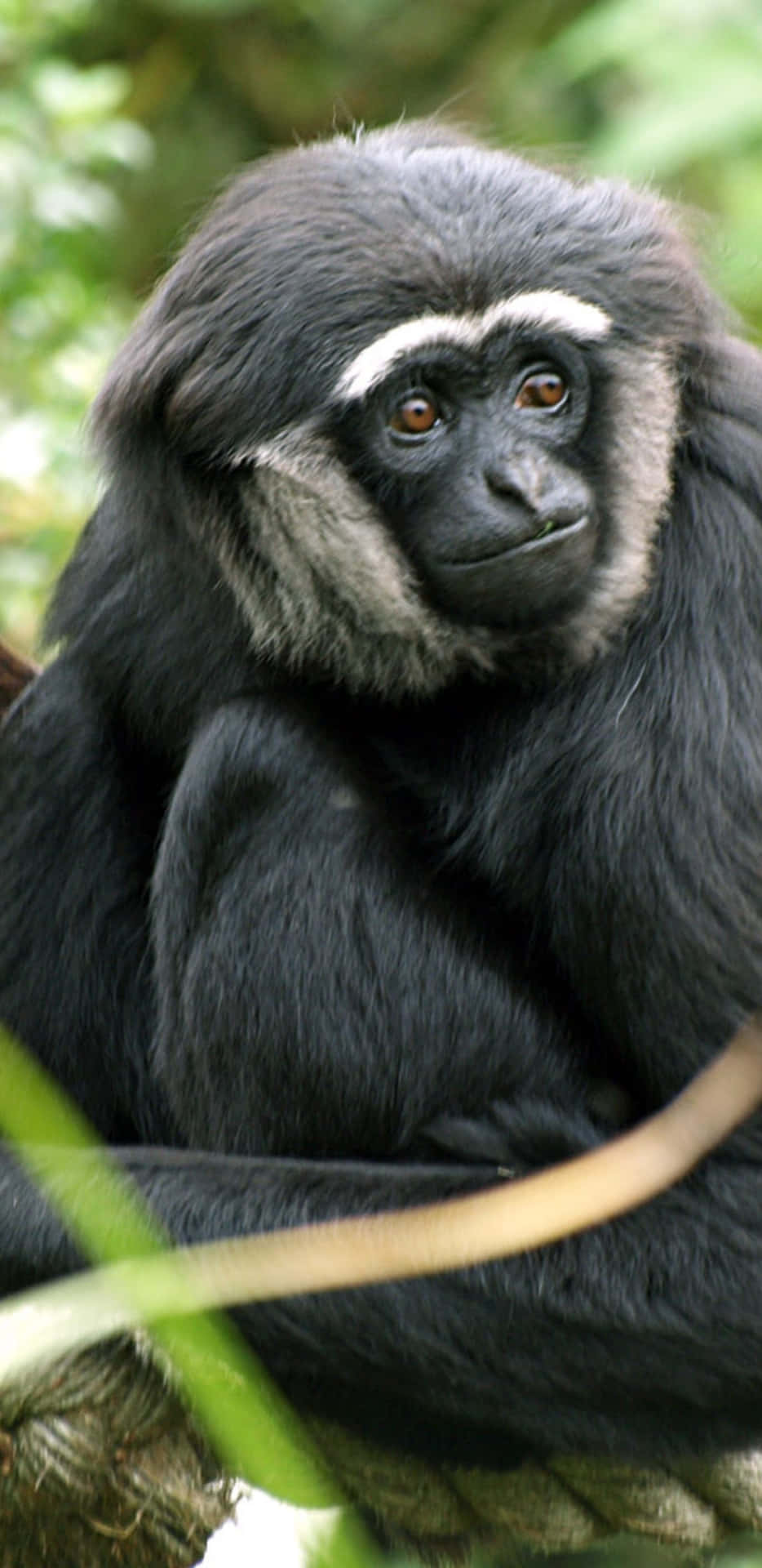 A Black Monkey Sitting On A Branch