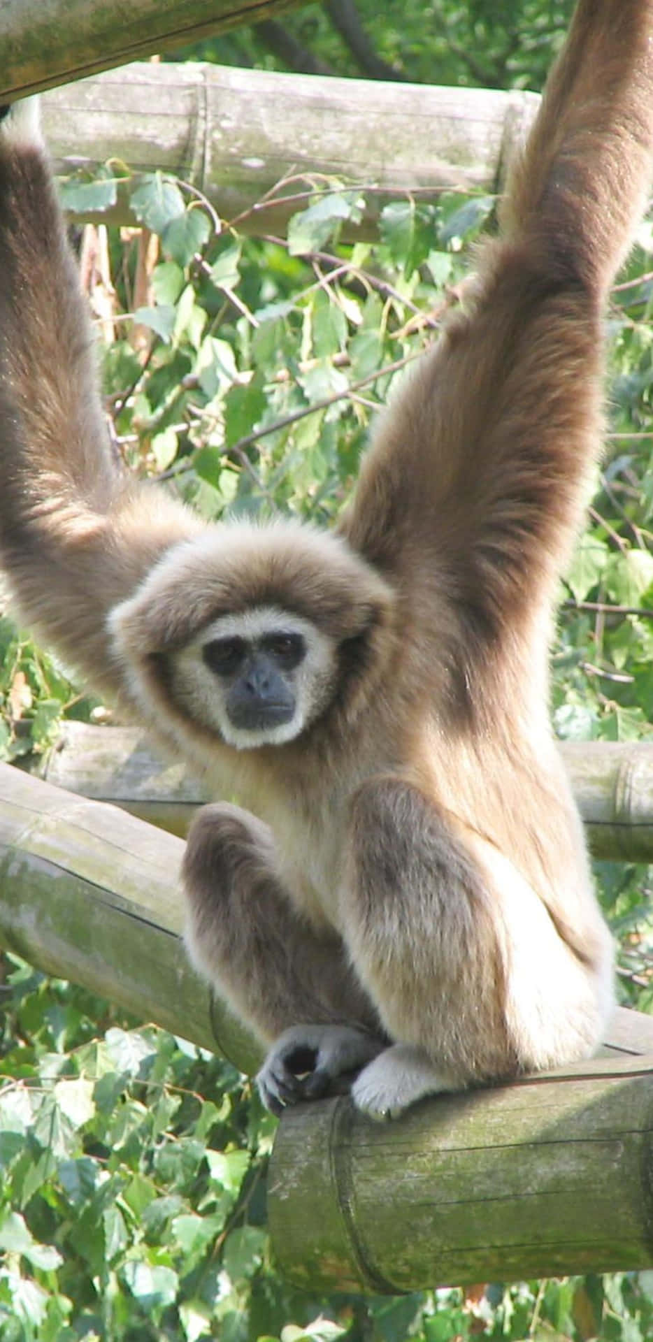 Dive Into Technology with the Pixel 3xl Gibbon