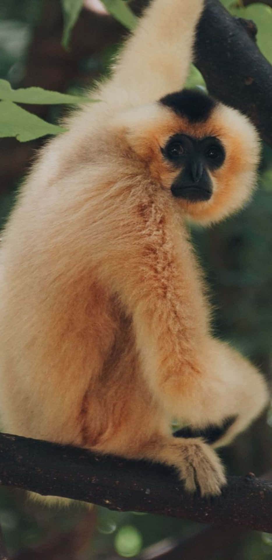 Härkan Du Se En Nyfiken Gibbon På Pixel 3xl, Riktigt Nära Och Personligt.