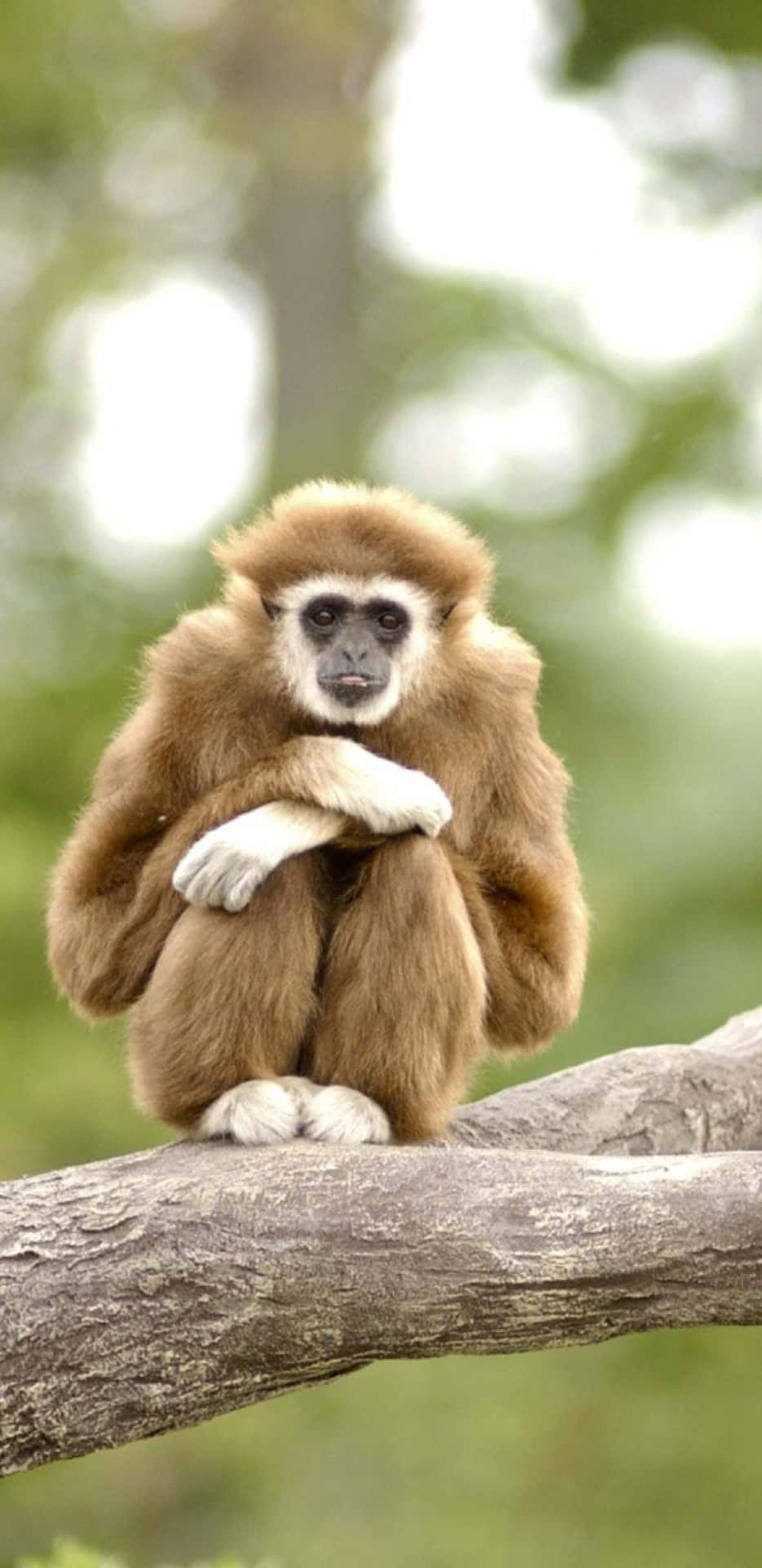 En abe sidder på en grene med sine hænder på sit ansigt.